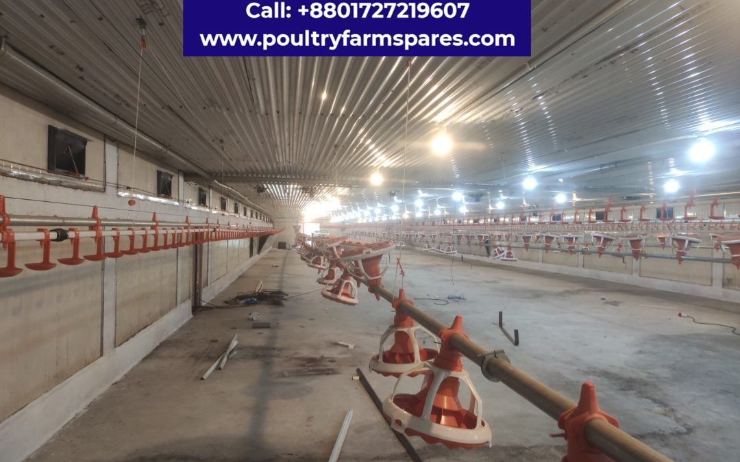 Large poultry farm idea | Success Modern poultry farm Gallery