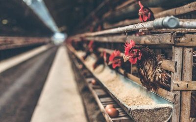 Poultry equipment suppliers